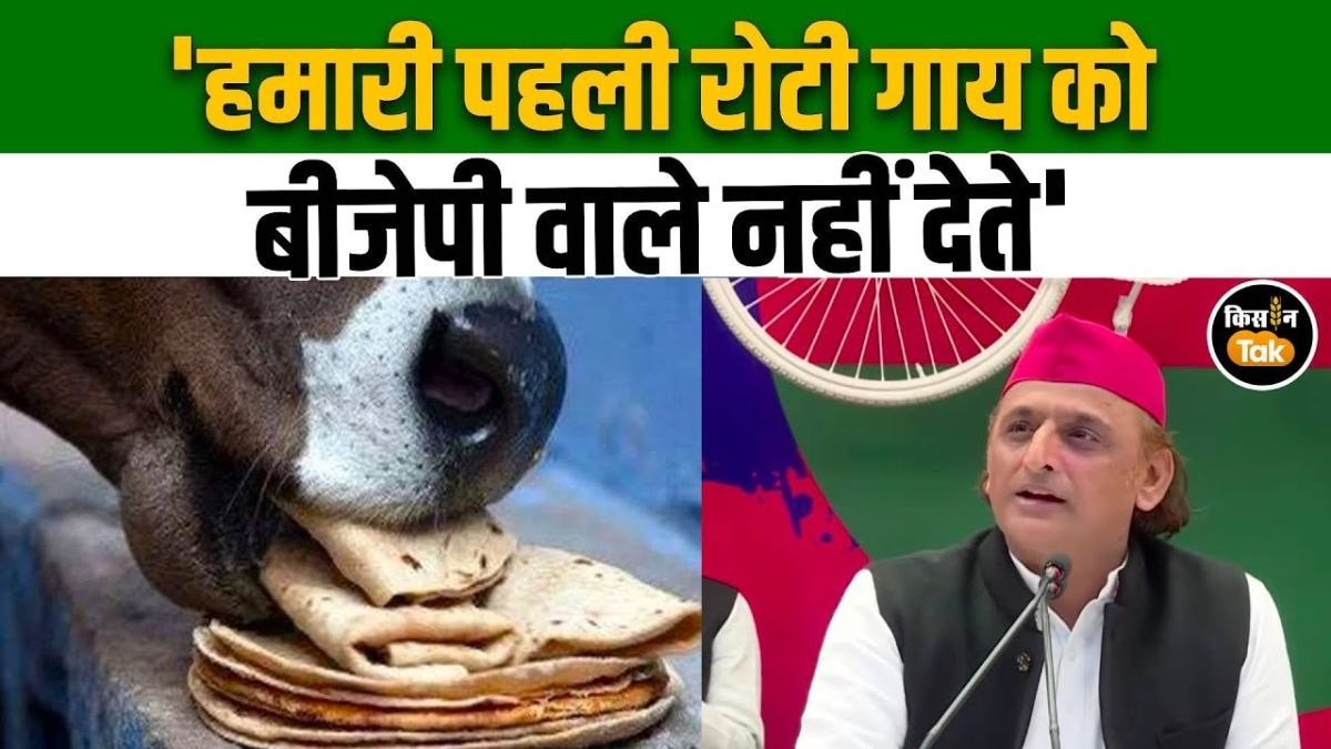 अखिलेश यादव ने BJP पर कसा तंज, बोले, ‘बीजेपी नहीं, समाजवादी हैं असली गौ-सेवक'