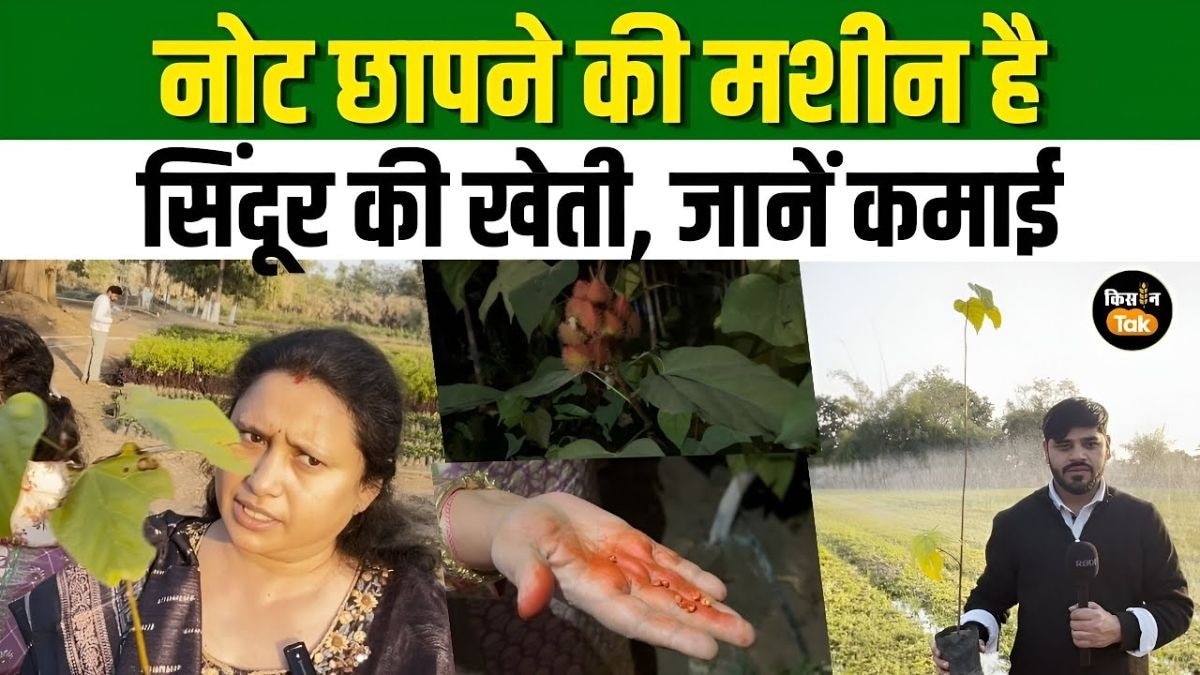 सिंदूर का पौधा लगाने से कितनी कमाई? यहां समझिए पूरा फॉर्मूला