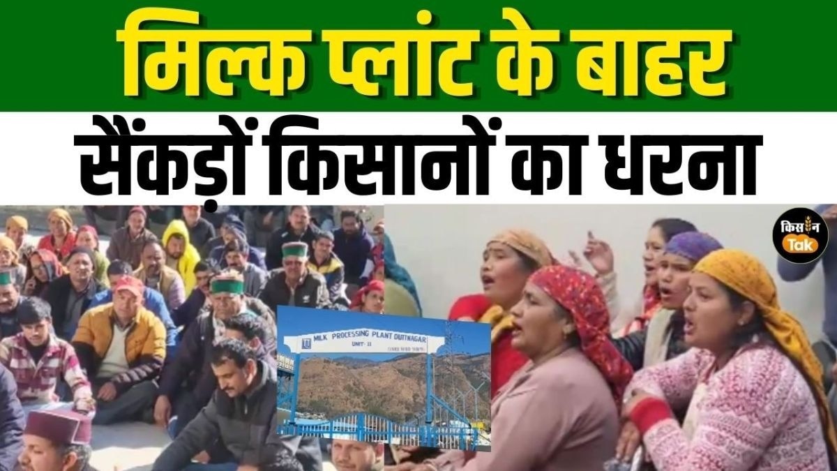 धरने पर बैठे दूध किसान, मिल्क चिलिंग प्लांट के खिलाफ खोला मोर्चा