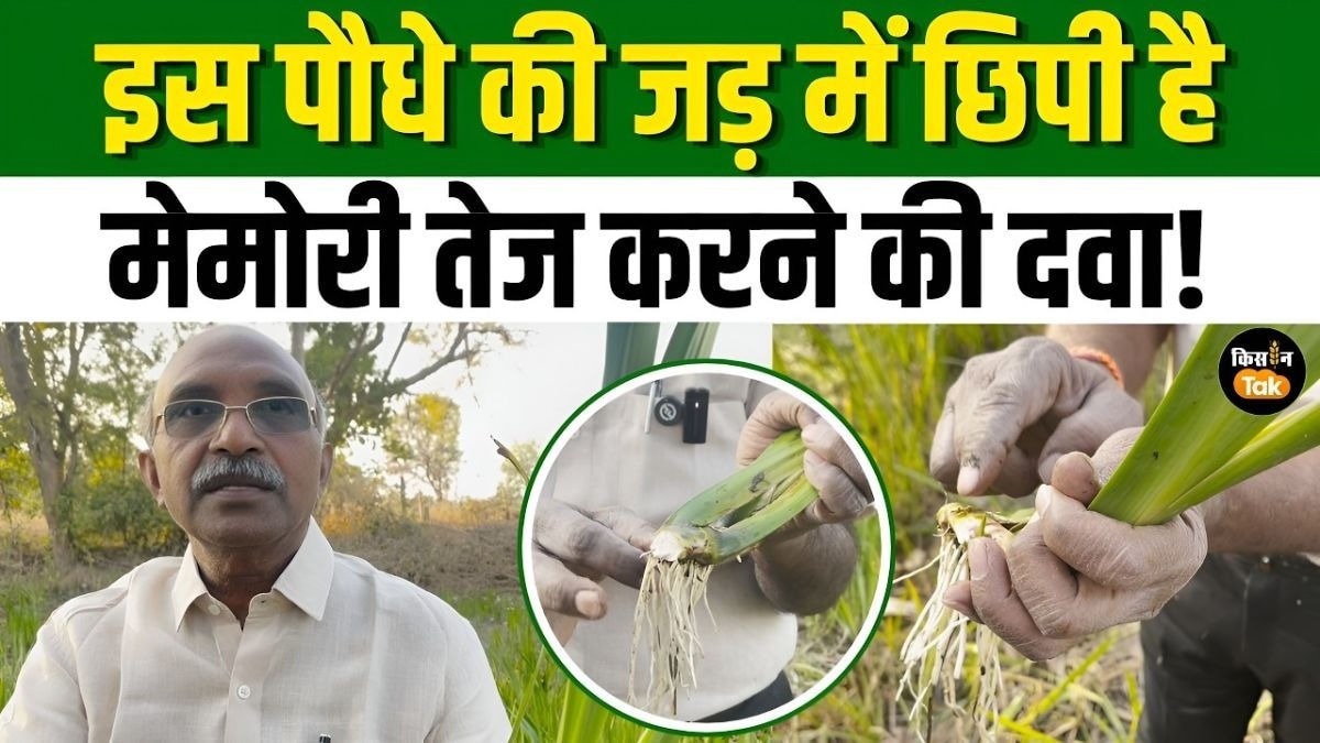 बच की खेती से होगी किसानों की चांदी, फायदे, कमाई और उगाने के तरीके समझिए