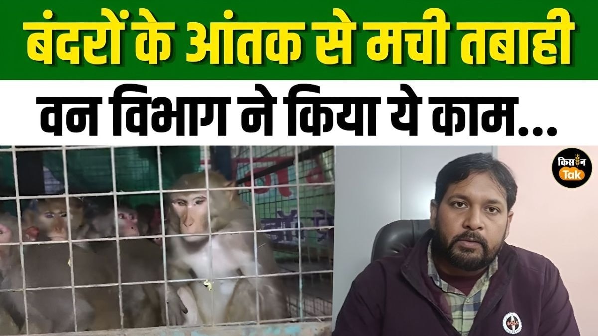 बंदरों के आतंक से गांव में तबाही, वन विभाग ने 20 बंदरों का किया रेस्क्यू