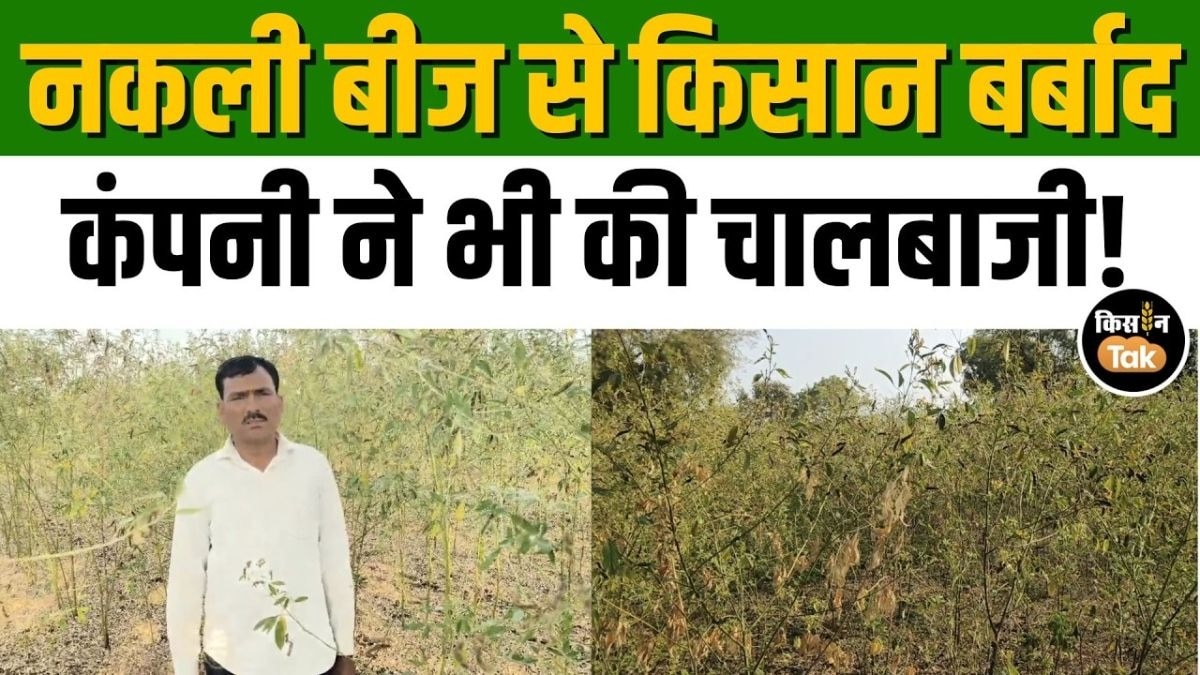 नकली तूर बीज