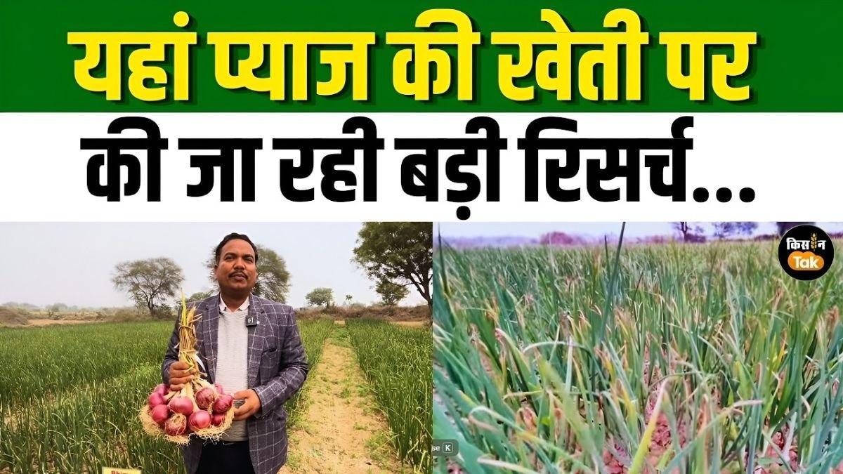 यहां प्याज की खेती पर हो रहा बड़ा काम, कृषि विश्वविद्यालय में खेती और भंडारण पर जोर