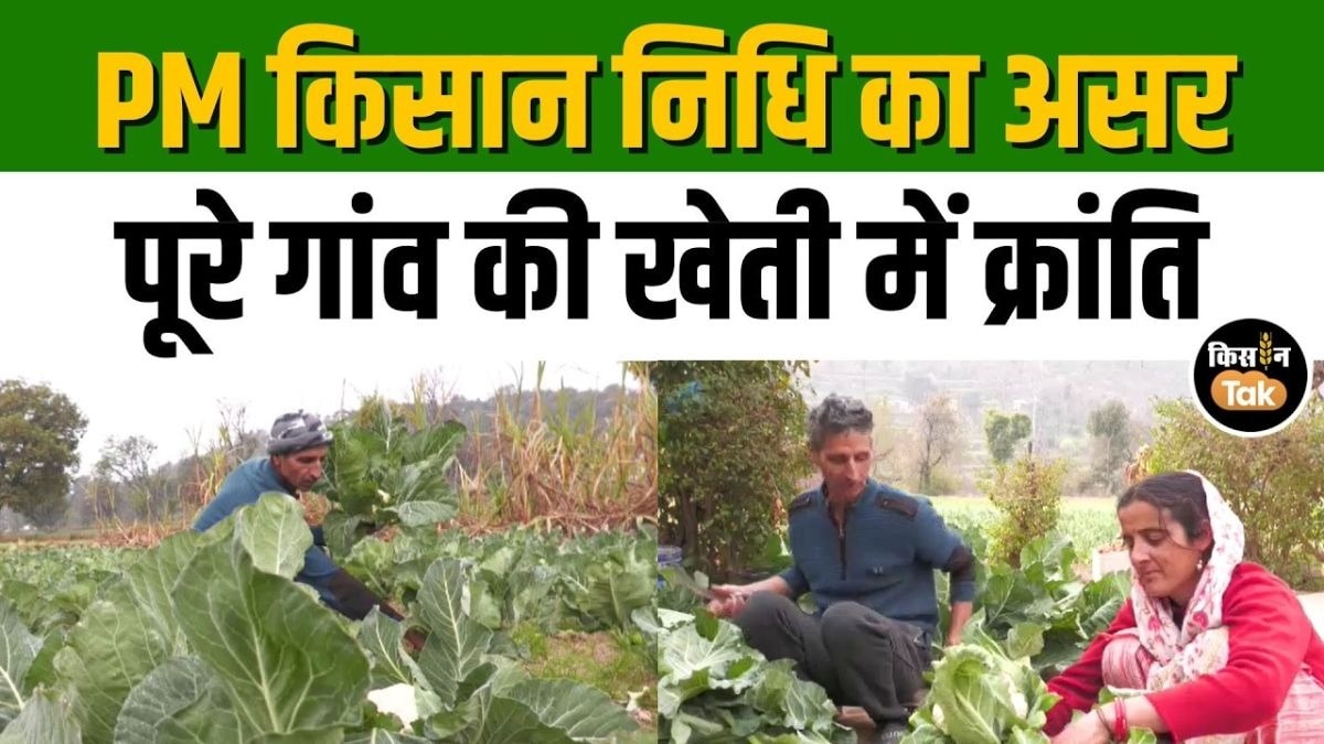PM किसान निधि से जैविक खेती में कैसे आई क्रांति? इस गांव के किसानों की बदली किस्मत