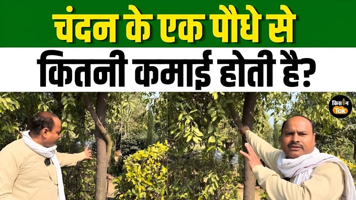 चंदन की खेती से किसानों को कैसे होगी कमाई? यहां समझिए पूरा प्लान