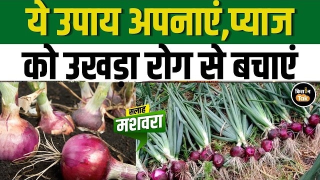 प्याज किसानों को अलर्ट! मौसम बदलाव से उखड़ा रोग का खतरा दोगुना