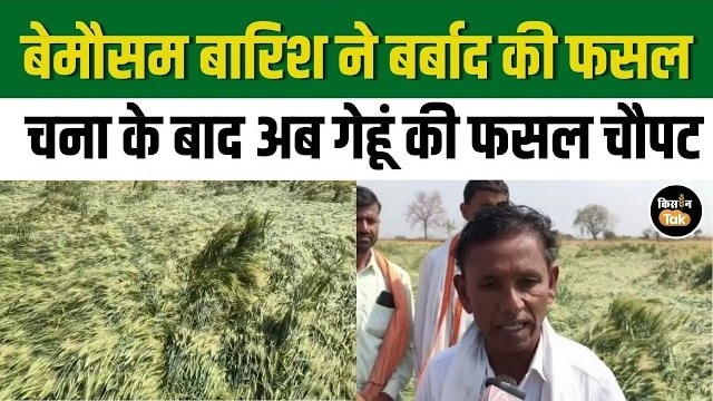 बेमौसम बारिश का कहर: गेहूं की 80–90% फसल बर्बाद, किसानों पर संकट गहरा