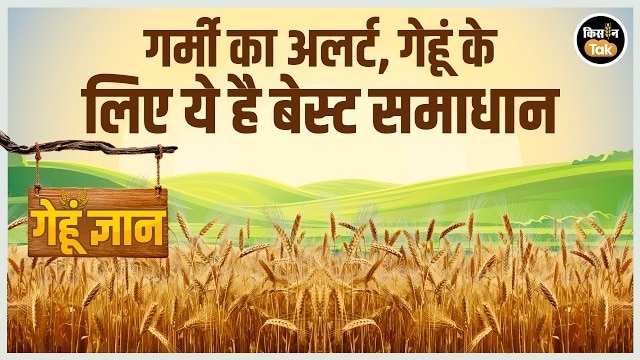 मौसम में उतार-चढ़ाव से बढ़ा खतरा: गेहूं-सरसों की फसलों में बीमारियों का अलर्ट जारी