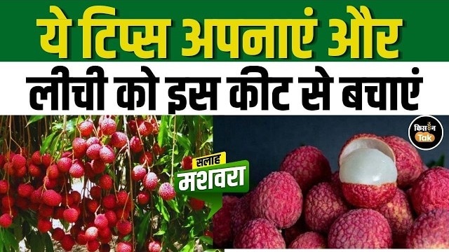 लीची के बागानों में बढ़ा स्टिंक बग का खतरा, किसानों को विशेष सावधानी की सलाह