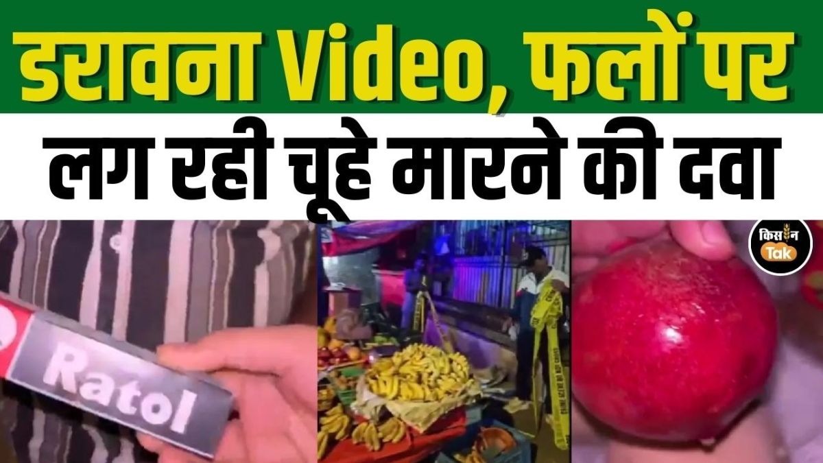 फलों पर लगाई जा रही चूहे मारने की दवा