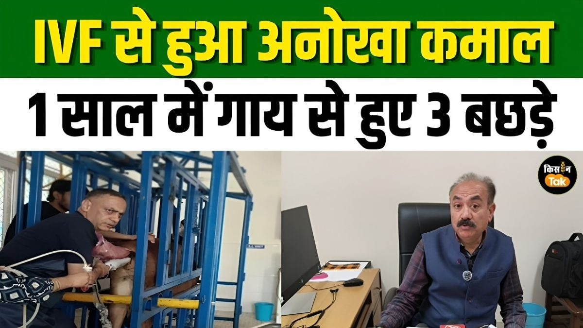 IVF तकनीक से पशुपालन विभाग को मिली सफलता, 1 साल में जर्सी गाय से हुए 3 बछड़े