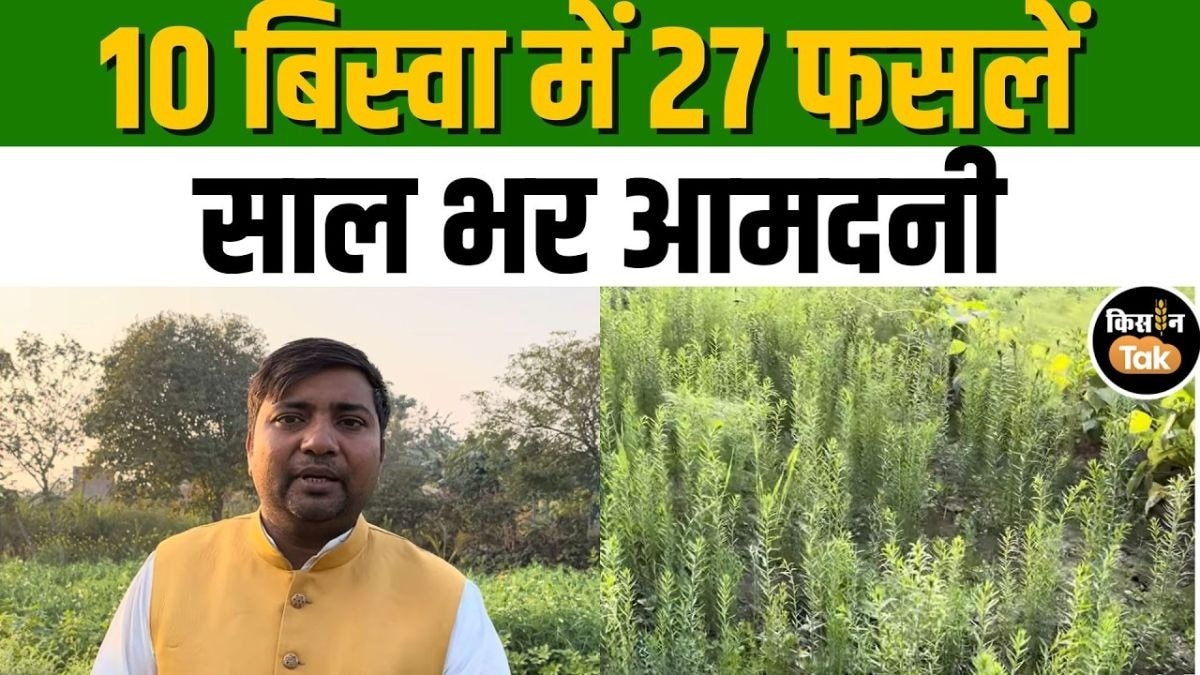 छोटे खेत में जीरा, सौंफ और रबी की फसलें, किसानों के लिए पूरे साल आमदनी का मॉडल