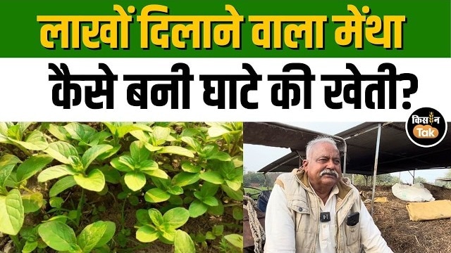 पेपरमिंट तेल की कीमतों में गिरावट से बंद हुई प्रोसेसिंग यूनिट, किसानों को बड़ा नुकसान