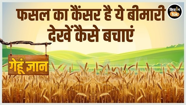 गेहूं की फसल में बढ़ते खरपतवार से पैदावार पर संकट, समय पर नियंत्रण बेहद जरूरी