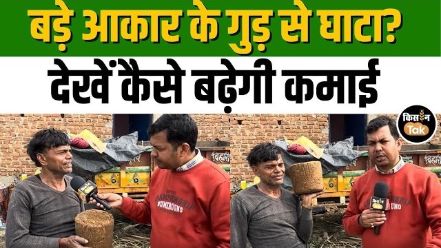 हमीरपुर मंडी में गुड़ किसानों की कमाई पर संकट, सिर्फ 33 रुपये किलो मिल रहा भाव