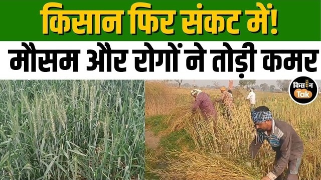 दो साल की अतिवृष्टि से परेशान किसान, इस बार सरसों छोड़ गेहूं‑आलू की खेती बढ़ाई