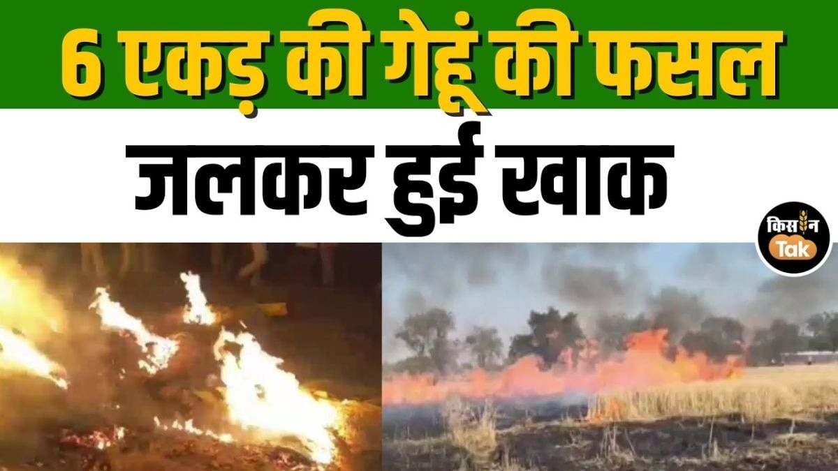 गेहूं के खेत में लगी भीषण आग, बिजली के शार्ट सर्किट से पूरा खेत हुए राख