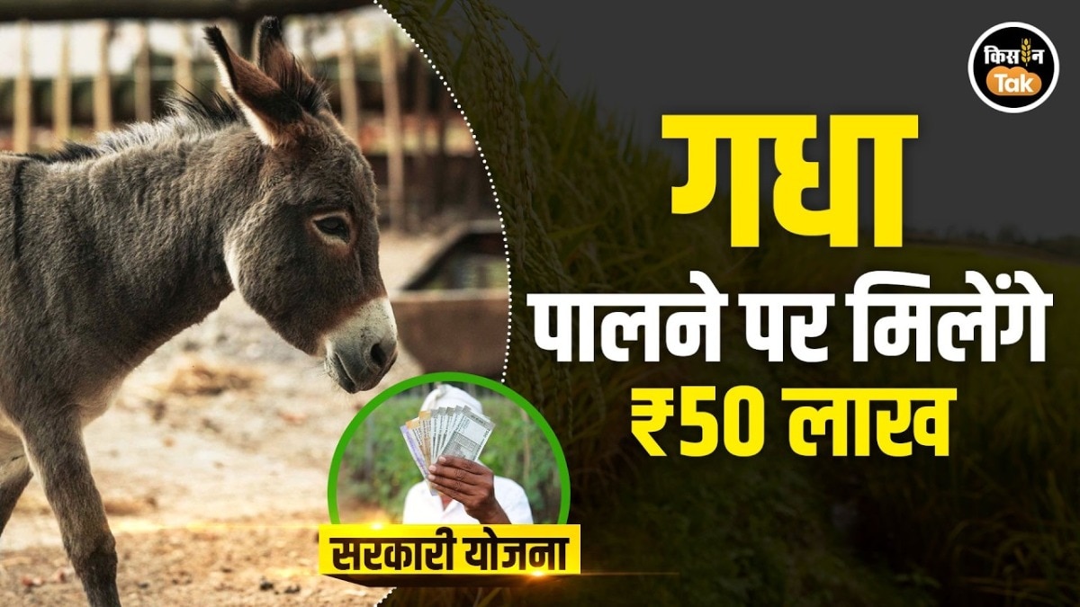 Donkey Farming पर बड़ा प्रोत्साहन, केंद्र सरकार देगी 50 लाख रुपये तक की सहायता