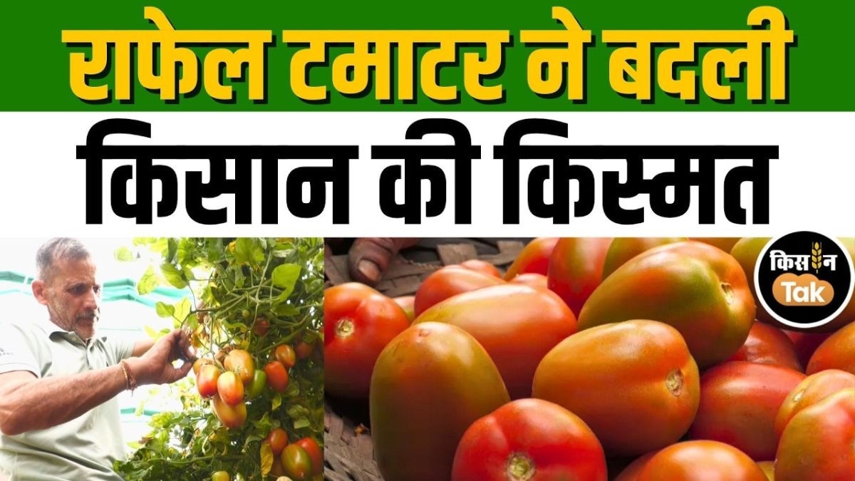 राफेल टमाटर ने किसान की चमकाई किस्मत, महंगे दाम पर सीधे खेत से खरीद रहे ग्राहक