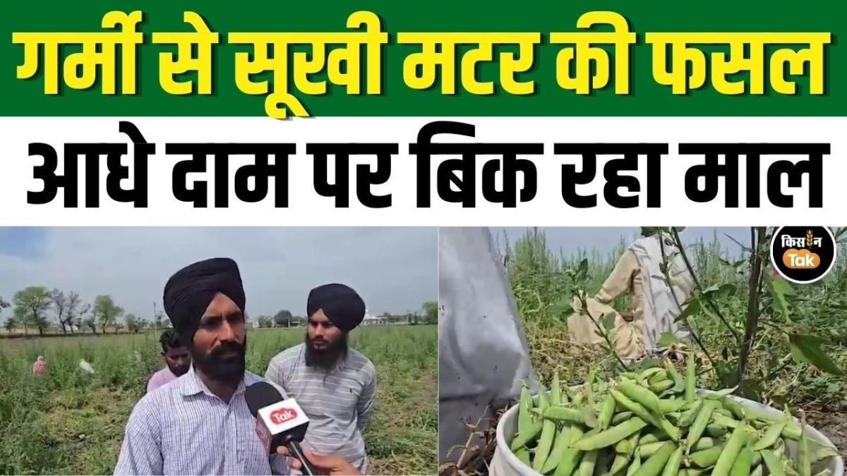 संगरूर में गर्मी का असर, किसानों को फसल में भारी नुकसान