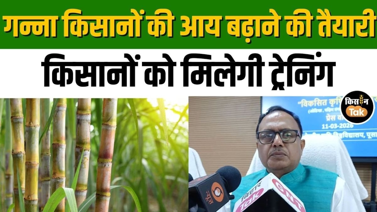 गन्ना उत्पादन