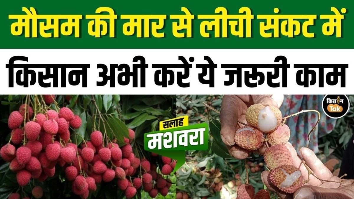 लीची की खेती