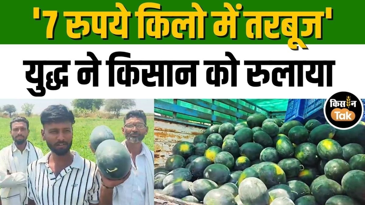 तरबूज उत्पादक