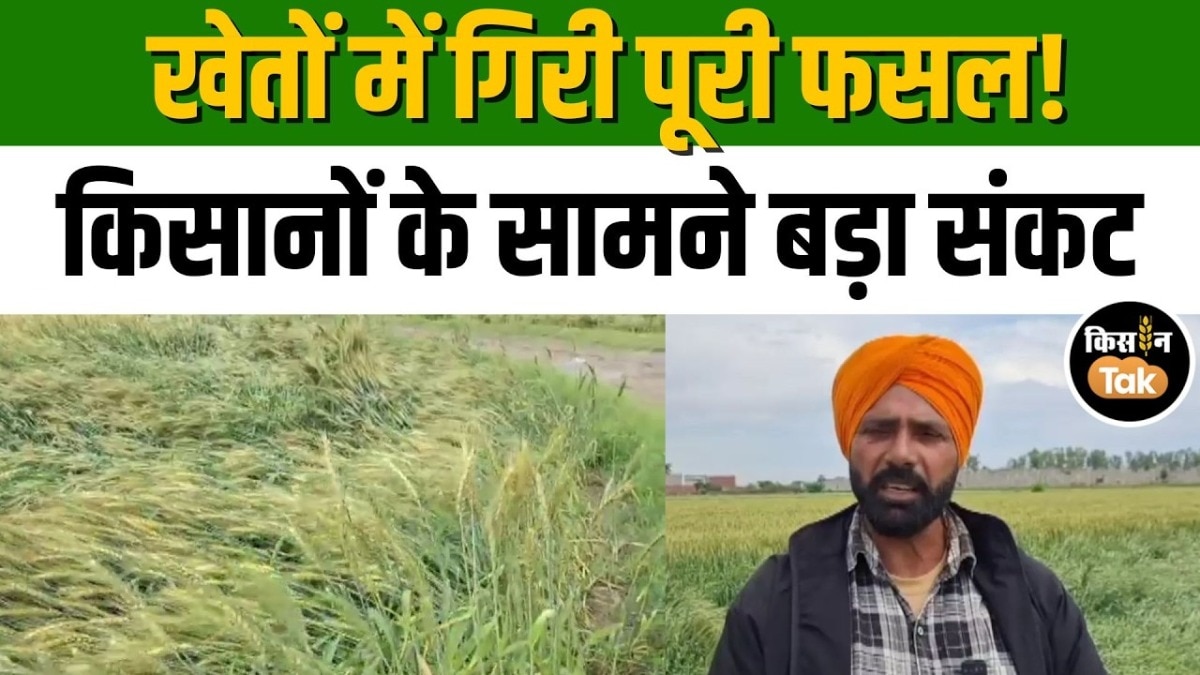 अमृतसर में बारिश-ओलावृष्टि से गेहूं की फसल बर्बाद, किसानों को भारी नुकसान का डर