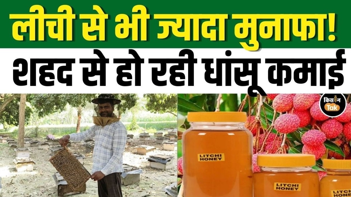 मुजफ्फरपुर में लीची सीजन की रौनक, मधुमक्खी पालक शहद से कमा रहे मोटा मुनाफा