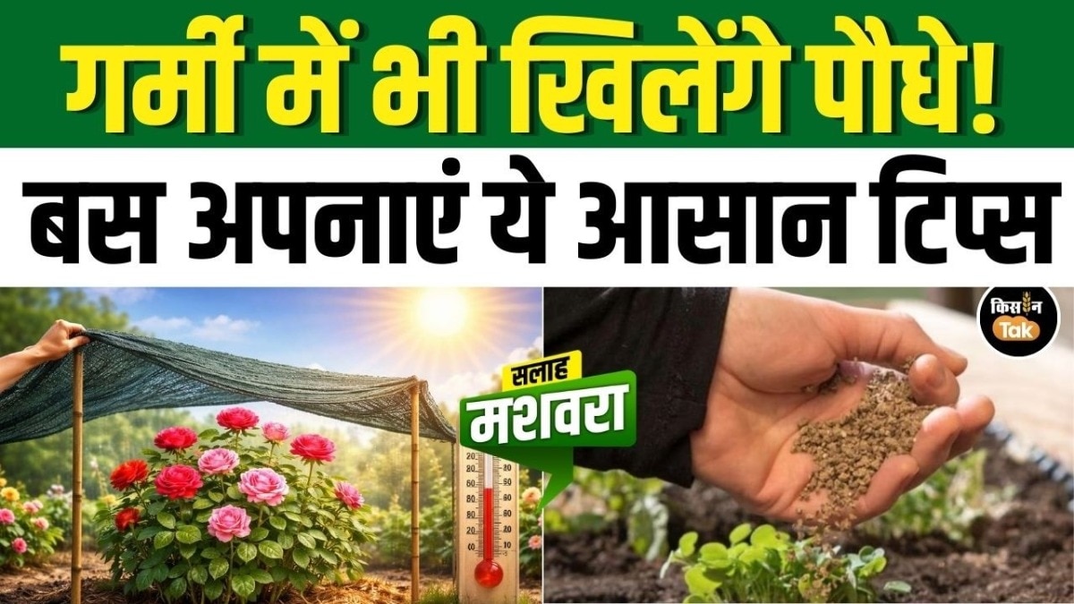 मार्च की गर्मी में कैसे रखें गार्डन हरा-भरा? जानें पौधों की देखभाल के आसान टिप्स