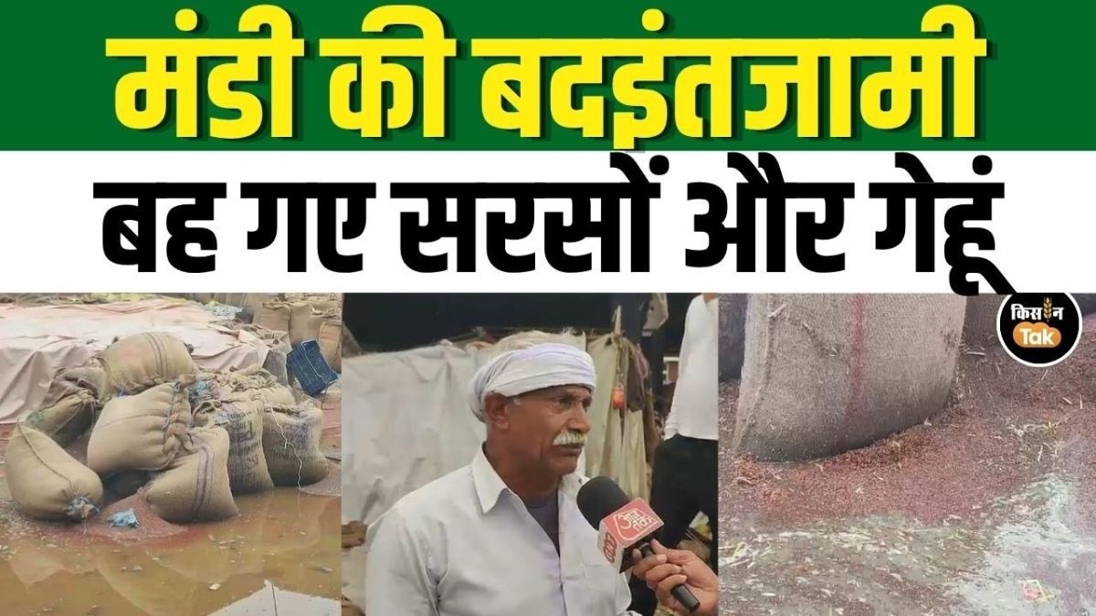 भीग गयी हजारों क्विंटल फसल, बेमौसम बारिश से हुआ किसानों को नुकसान