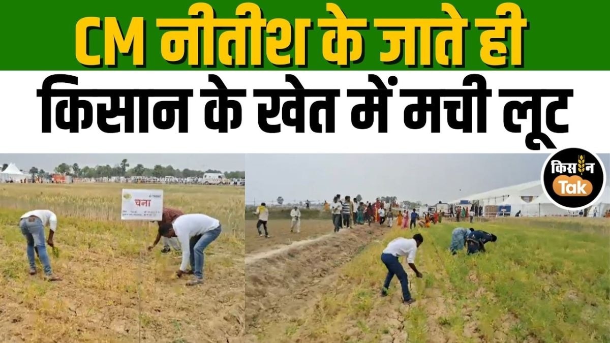 भीड़ ने उखाड़ी चने की फसल