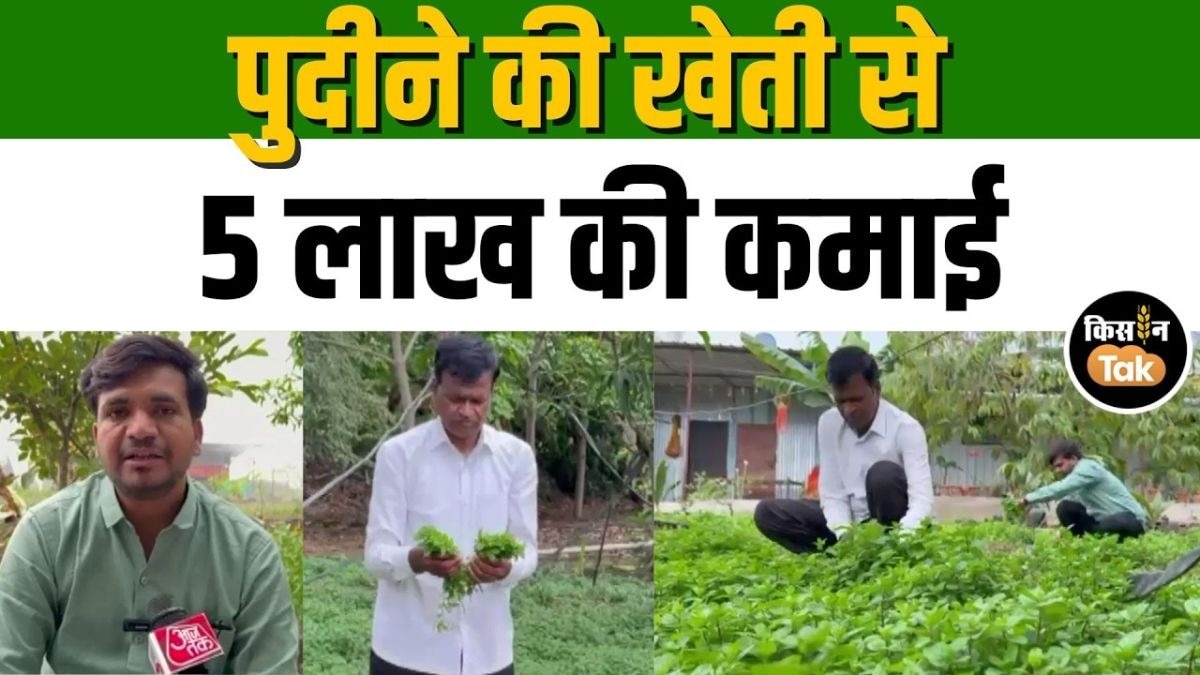 पुदीने की खेती