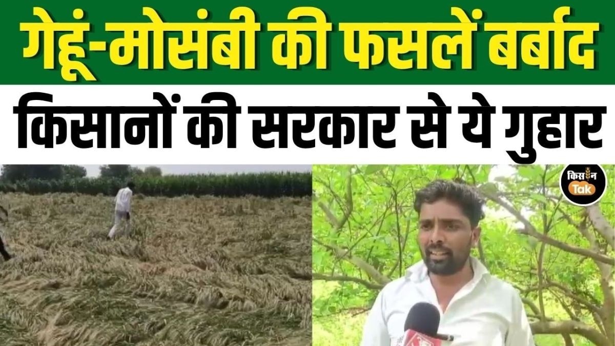 महाराष्ट्र में बेमौसम बारिश का कहर! गेहूं, मोसंबी और अनार की फसलें हुई बर्बाद! 