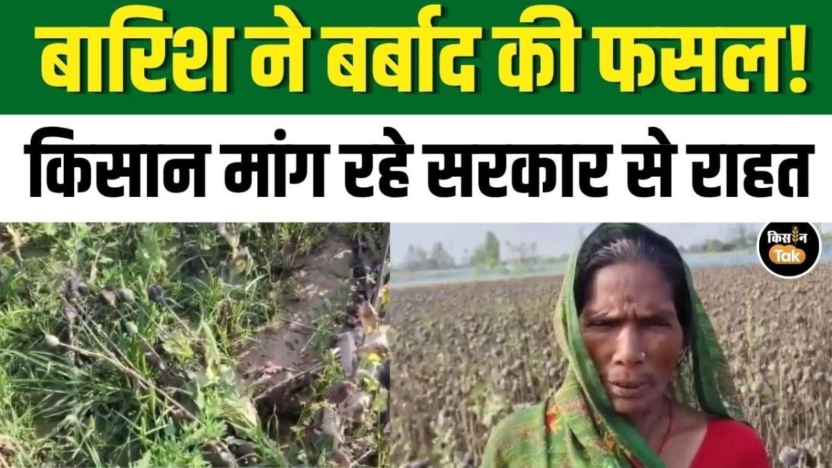 अफीम फसल बर्बाद