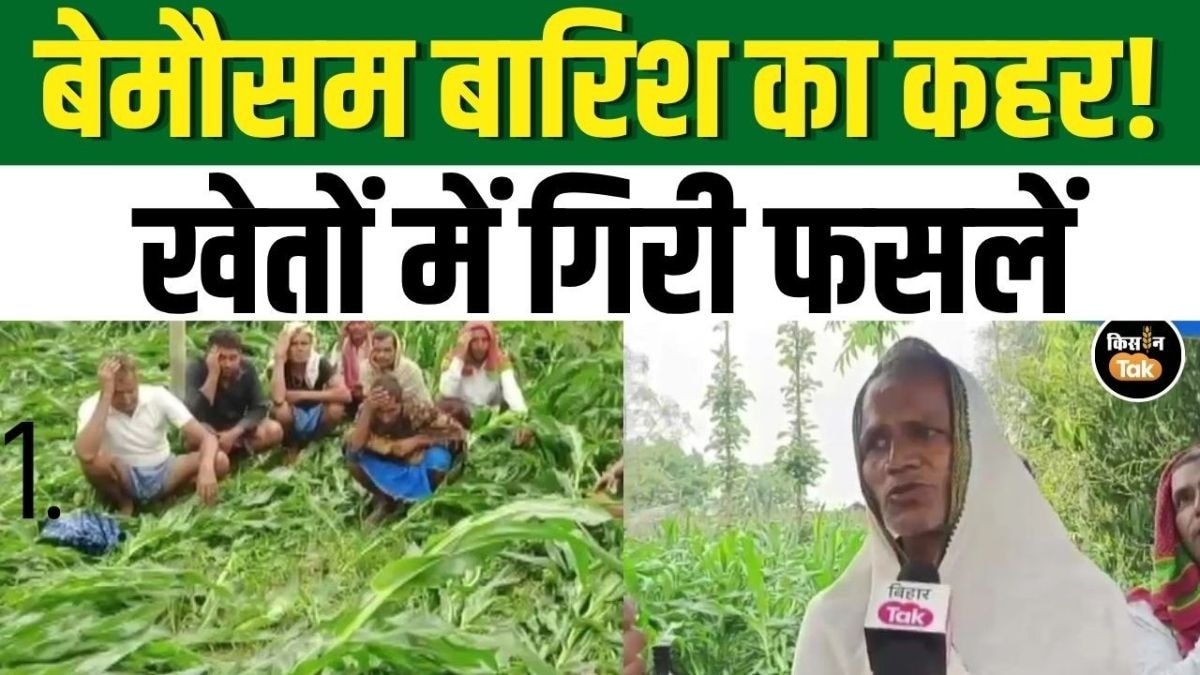 सहरसा में रबी फसल चौपट