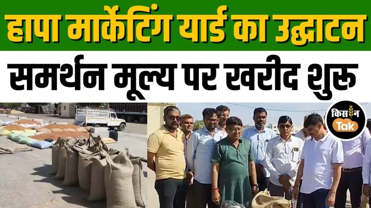 समर्थन मूल्य पर चना और सरसों की खरीद शुरू, हापा मार्केटिंग यार्ड का उद्घाटन