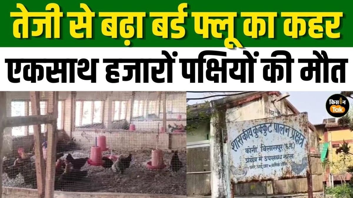 Bird Flu के कहर से लोगों में खौंफ, बिलासपुर में एक साथ 55,000 पक्षियों की मौत, जानिए वजह