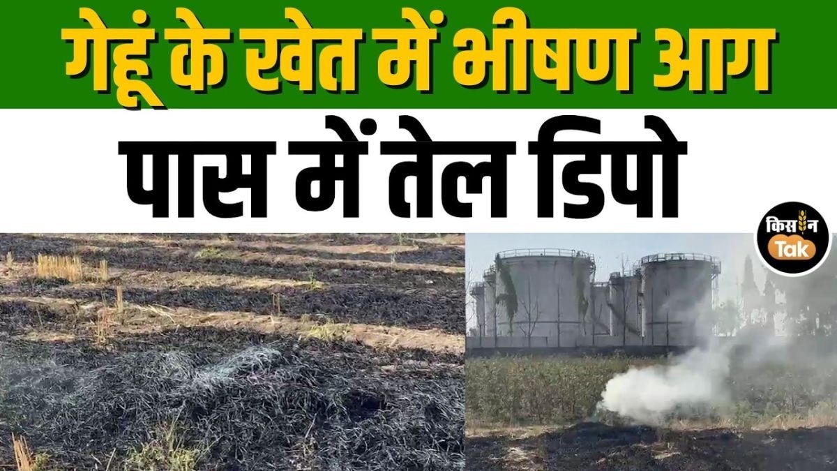 अकोला में गेहूं के खेत में भीषण आग, किसानों की समझदारी से टला बड़ा हादसा