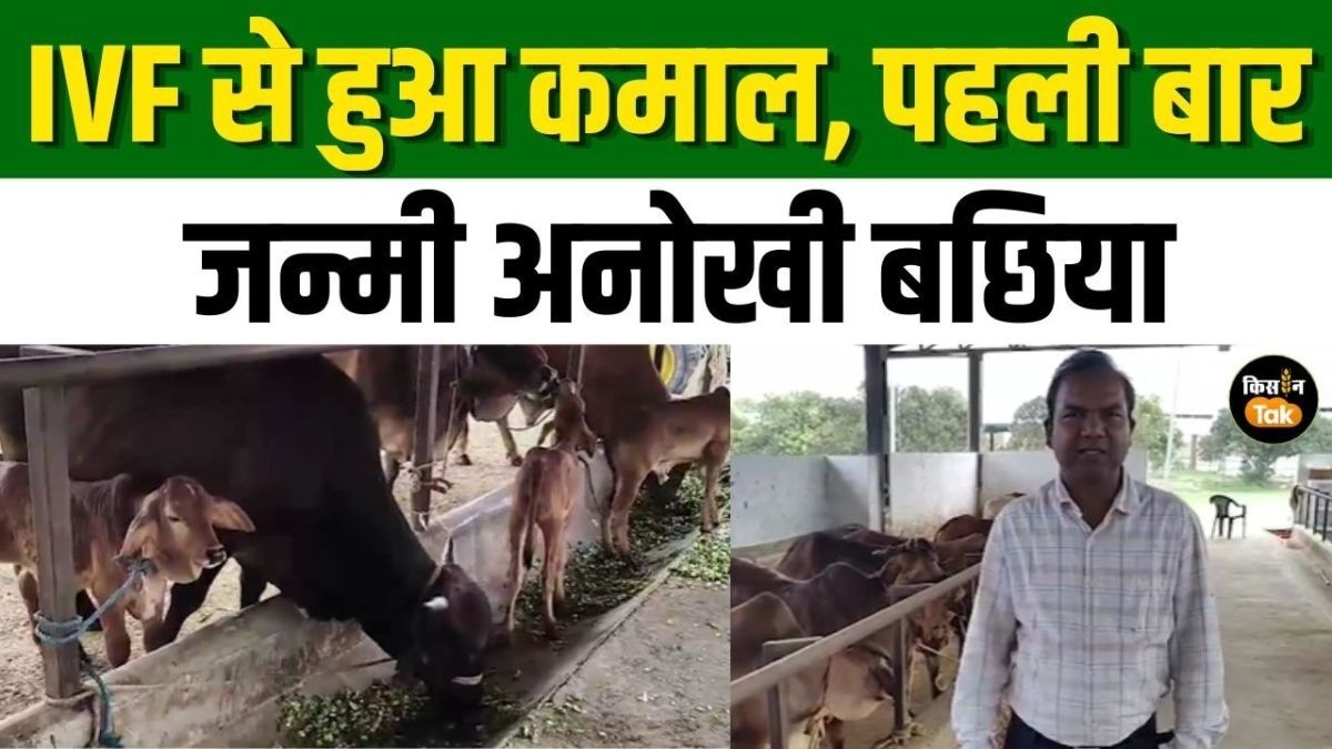 IVF तकनीक से हो रहा नस्ल सुधार 