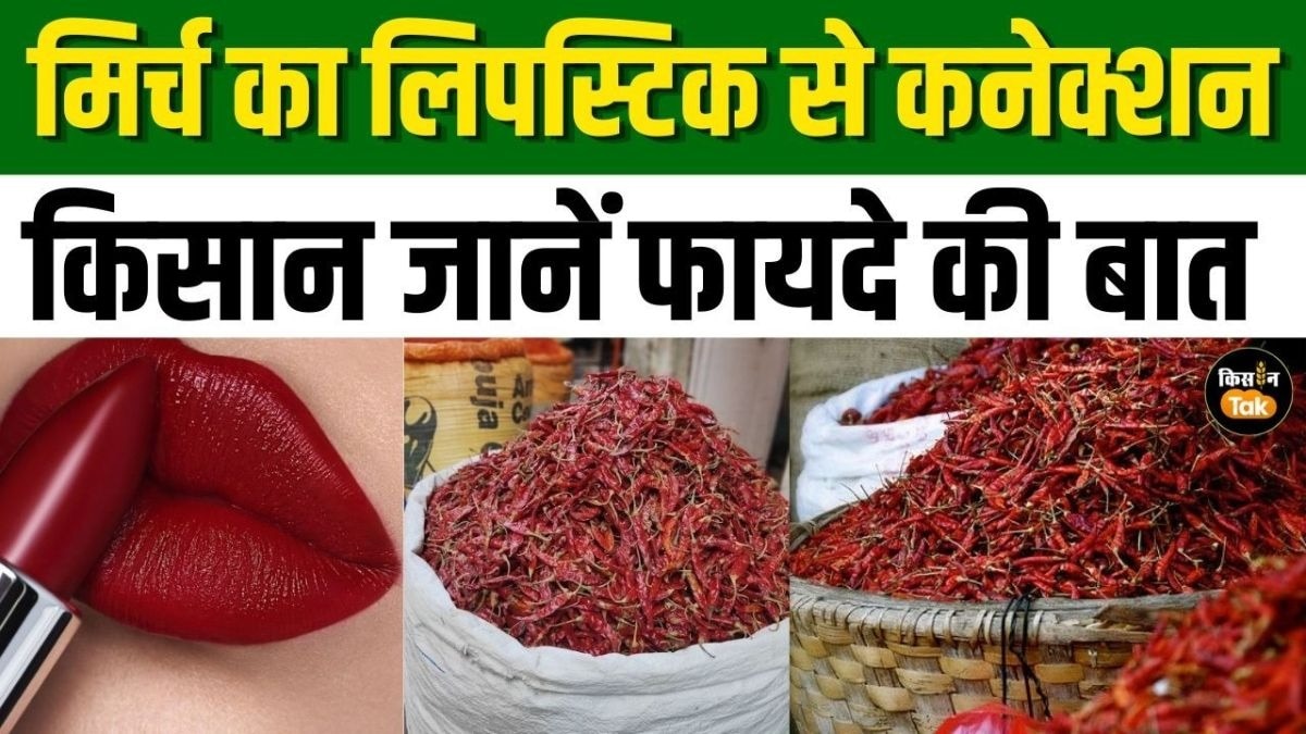 मिर्च से बनाई जाती हैं ये खास चीजें, किसान जान लें अधिक कमाई का हैक