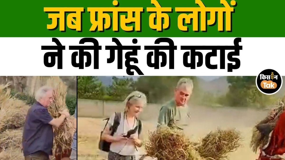 France के पर्यटक पहुंचे भारत, खेत में की गेंहू की कटाई