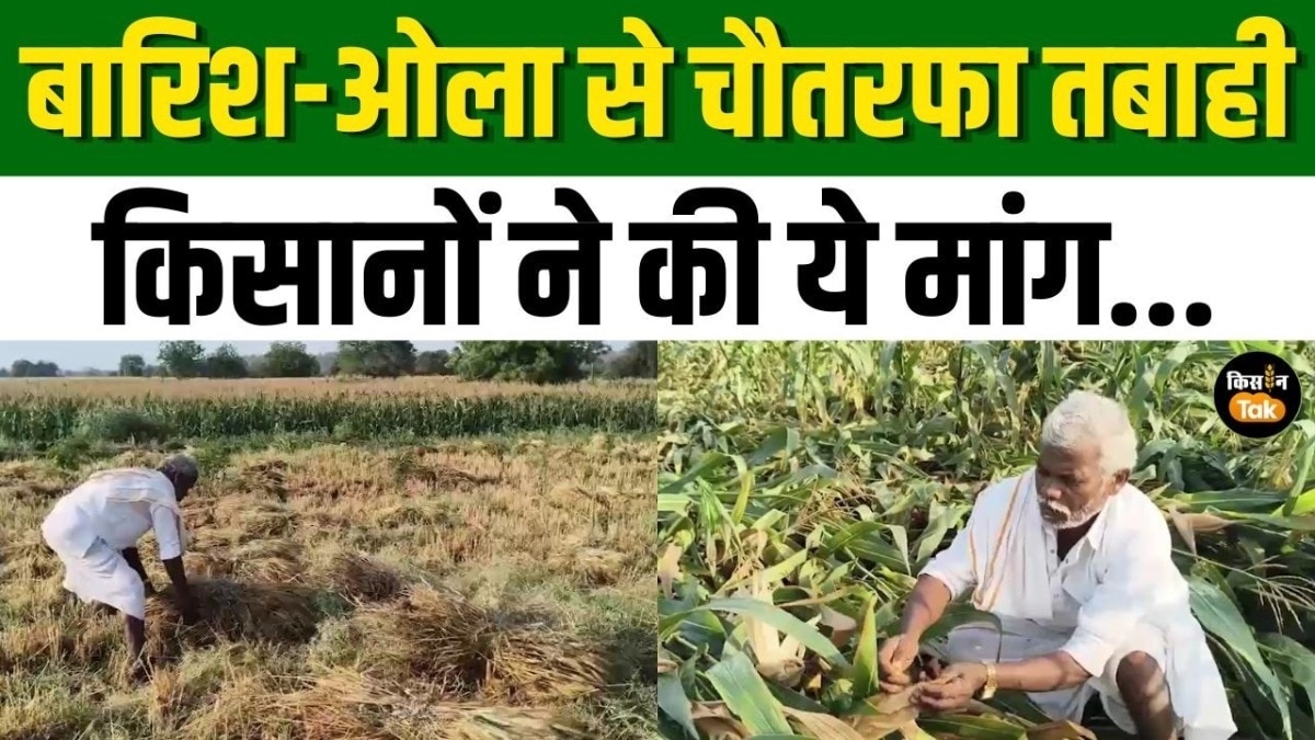 बेमौसम बारिश से फसलों को भारी नुकसान, नांदेड़ के किसान संकट में