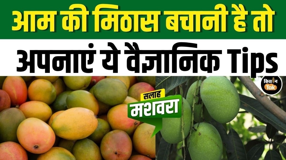 आम की फसल पर ‘रेड बैंडेड बोरर’ का हमला, 90% तक नुकसान का खतरा