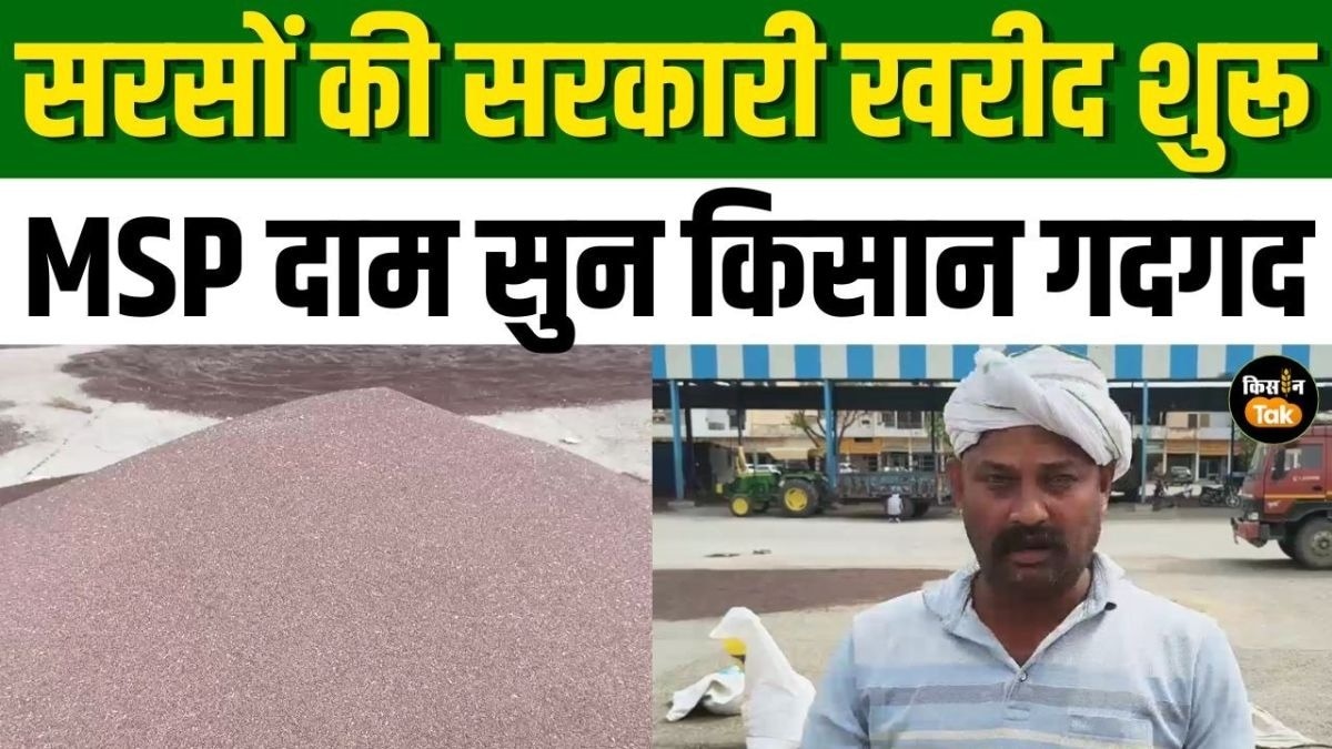सरसों की सरकारी खरीद शुरू, मंडी व्यवस्था और दाम सुन किसान हुए गदगद