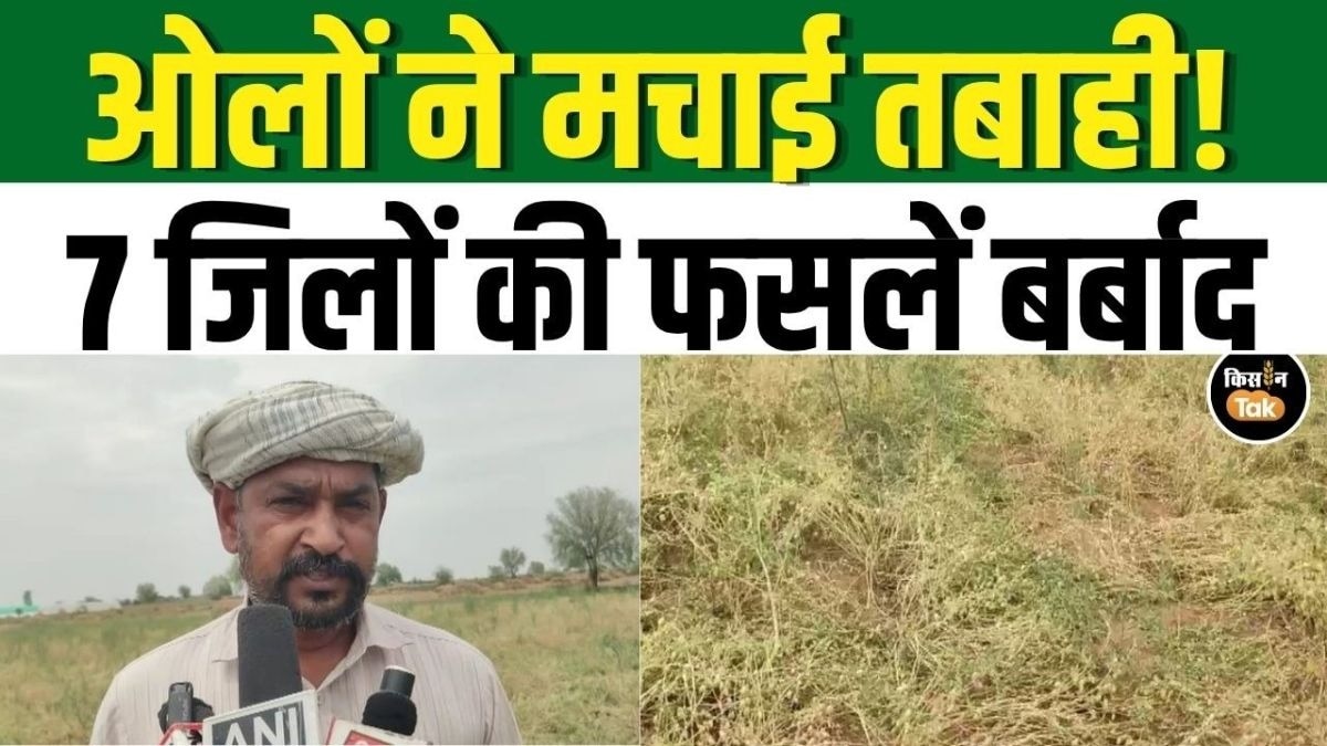 हरियाणा में ओलावृष्टि का कहर! 7 जिलों में गेहूं-सरसों की फसलें तबाह