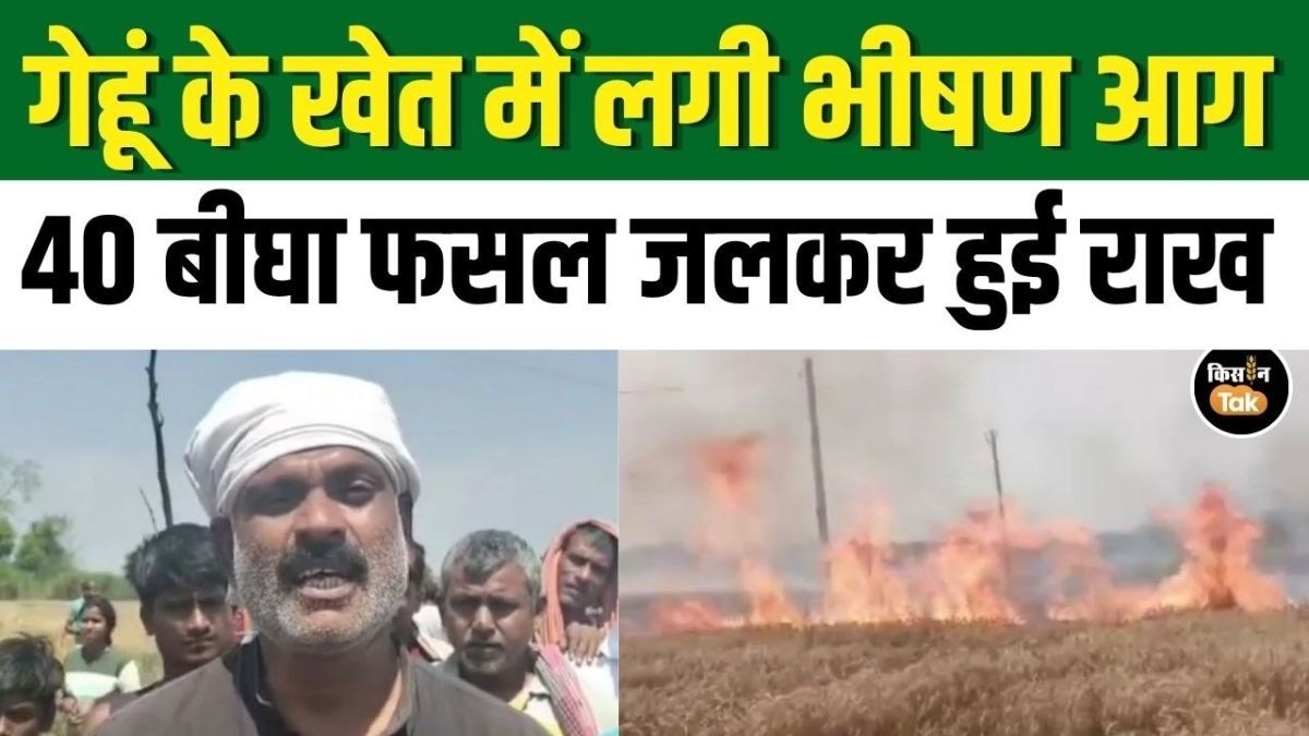 ट्रांसफार्मर में शॉर्ट सर्किट से लगी आग, 40 बीघा फसल जलकर हुई राख