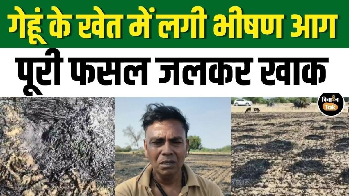 गेहूं की 7 बीघा फसल जलकर हुई खाक
