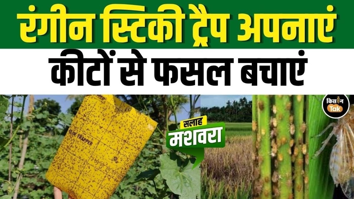 खेती में अपनाएं रंगीन ट्रैप तकनीक, रोग और कीटों से पाएं छुटकारा