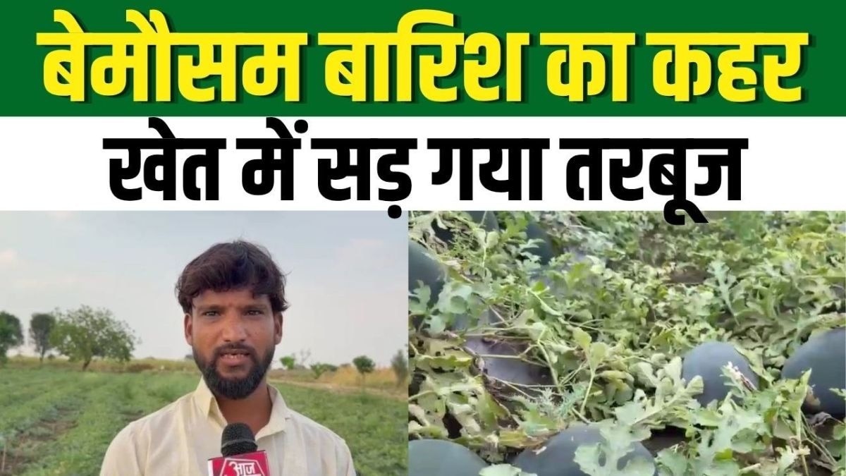 महाराष्ट्र में तरबूज किसान पर डबल मार! बारिश और बाजार ने डुबोई 3.5 लाख की उम्मीद